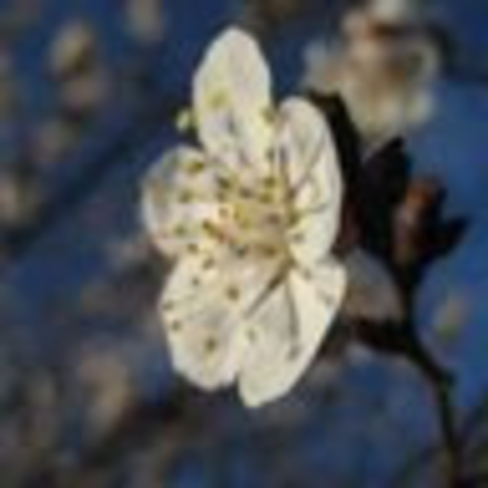 Meet your Posher, Mandi